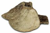 Huge Fossil Mosasaur (Tylosaurus) Vertebra - Texas #335029-3